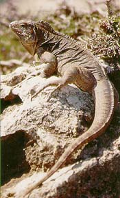 Iguana