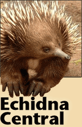 Echidna Graphic