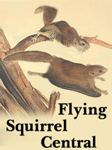 flying squirrel