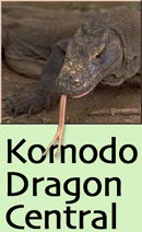 Komodo Dragon