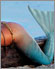 mermaid pictures