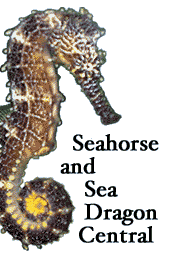 seahorse