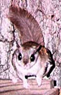 flyingsquirrel