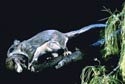 flyingsquirrel