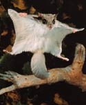 flyingsquirrel