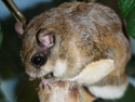 flyingsquirrel