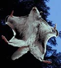flyingsquirrel