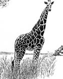 giraffe