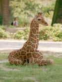 giraffe