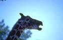 giraffe