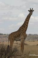 giraffe