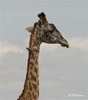 giraffe