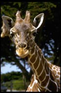 giraffe