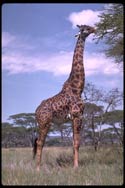 giraffe