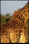 giraffe