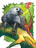 African Grey Griffon by Cara Mitten