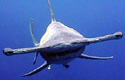 hammerhead-photo