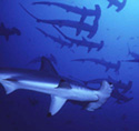hammerhead-photo