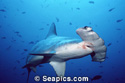 scalloped hammerhead shark