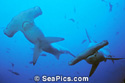 scalloped hammerhead sharks