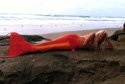 mermaids-photo