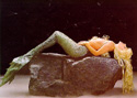 Mermaid Rock