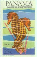 seahorse