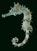 seahorse
