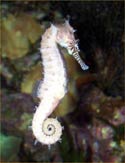 seahorse