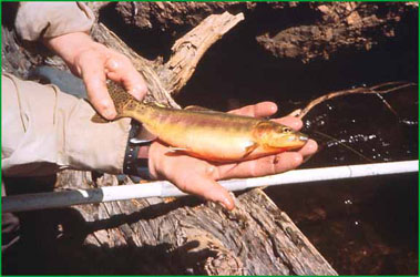 Golden Trout